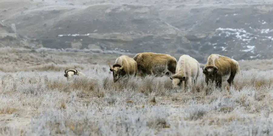 The Psychological Benefits of Staying Warm: Mood and Productivity