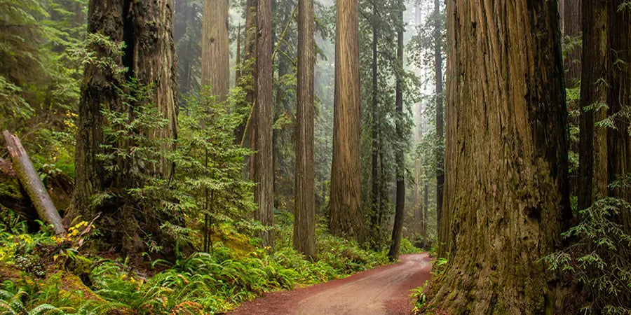 Exploring California’s Giant Redwoods and Sequoias
